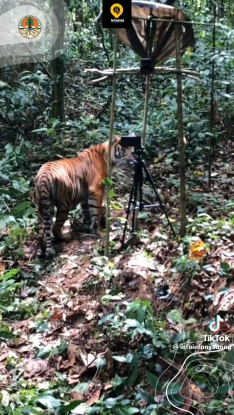 Viral Momen Pelepasan Dua Harimau di Taman Nasional Gunung Leuser, Curi Perhatian Warganet<br>