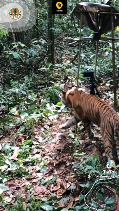 Viral Momen Pelepasan Dua Harimau di Taman Nasional Gunung Leuser, Curi Perhatian Warganet