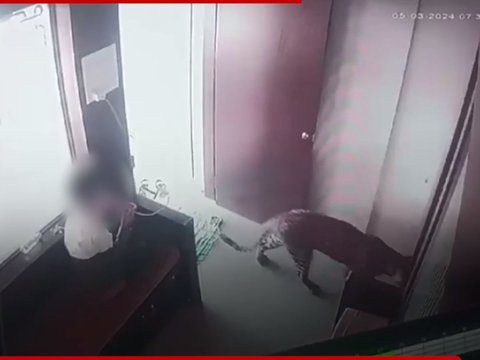 The Moment a Leopard Enters a House, the Calm Action of a Child Saving Himself Becomes the Spotlight