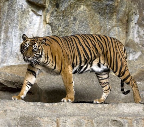Teror Harimau di Lampung, 1 Orang Berhasil Kabur Usai Duel dan 2 Meninggal