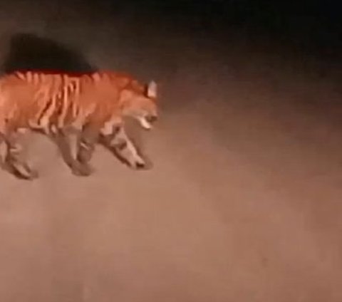Teror Harimau di Lampung, 1 Orang Berhasil Kabur Usai Duel dan 2 Meninggal