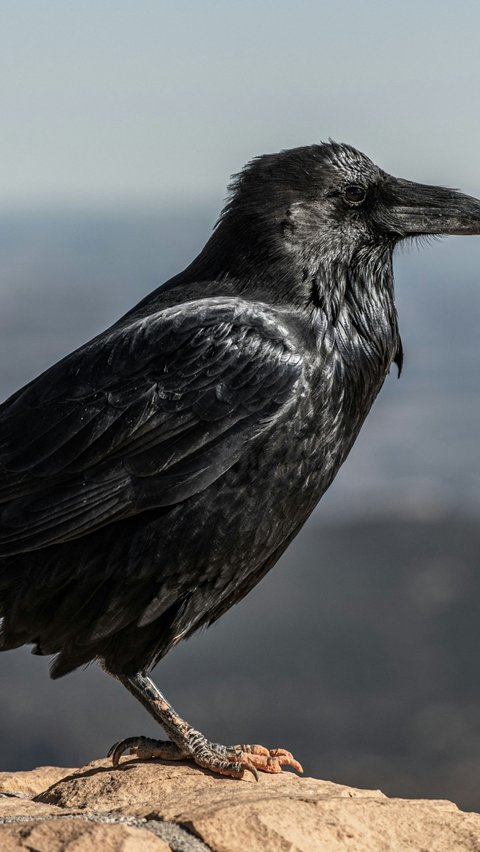 Mitos tentang Burung Gagak yang Membawa Nasib Buruk