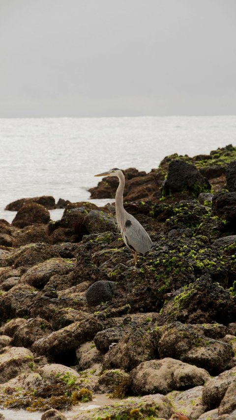 16 Burung Paling Eksotis dan Langka, Hanya Ada di Kepulauan Galapagos!<br>