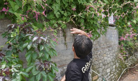 Madu Lanceng dan Upaya Mencegah Krisis Iklim