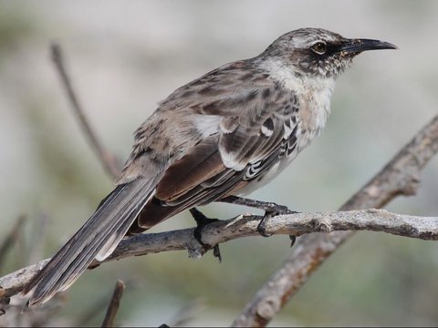 <b>Galápagos Mockingbird</b><br>