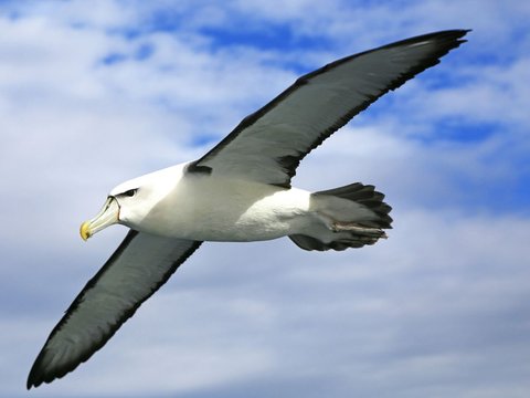 <b>Waved Albatross </b>