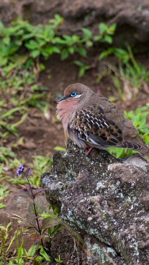 Galápagos Dove or Galapagos Pigeon