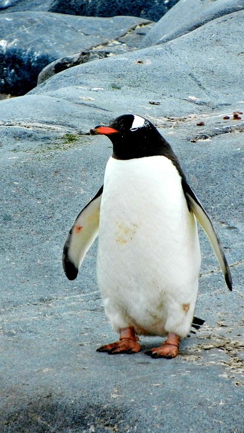 <Penguin Galapagos>