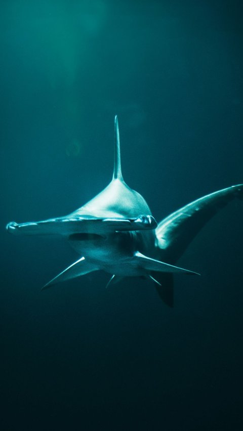 <h1>Great Hammerhead Shark</h1>