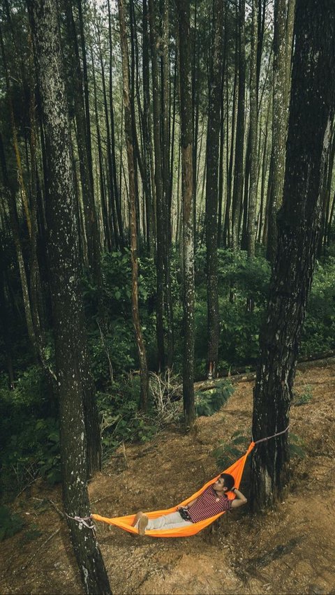 <b>Jelajah Puncak Ampangan Payakumbuh, Suguhkan Pemandangan Alam yang Hijau dan Eksotis dari Ketinggian</b>