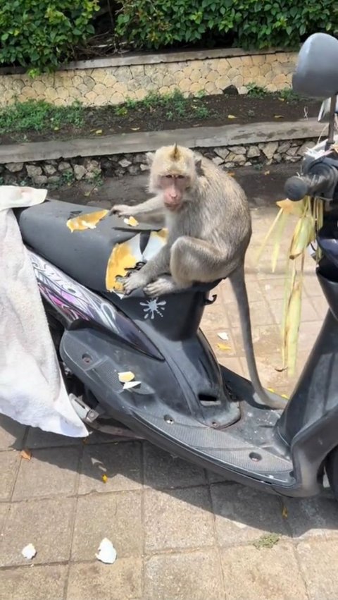 Viral Monyet di Pura Uluwatu Makan Jok Motor, Bikin Warganet Heran<br>