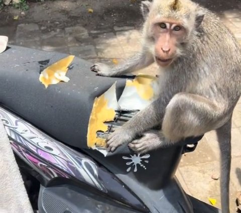 Viral Monyet di Pura Uluwatu Makan Jok Motor, Bikin Warganet Heran