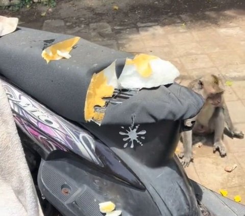 Viral Monyet di Pura Uluwatu Makan Jok Motor, Bikin Warganet Heran