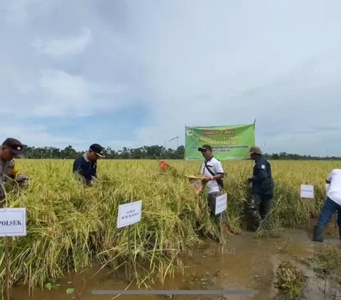 Setiap Hari Panen, Kabupaten Tanah Laut Siap Penuhi Beras Nasional