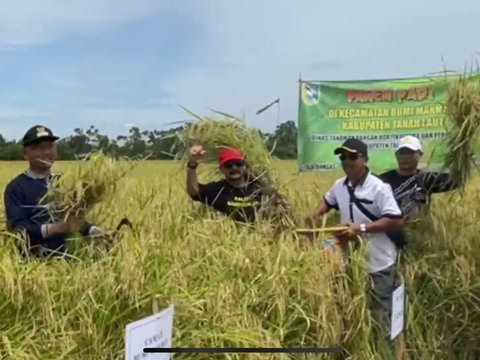 Setiap Hari Panen, Kabupaten Tanah Laut Siap Penuhi Beras Nasional