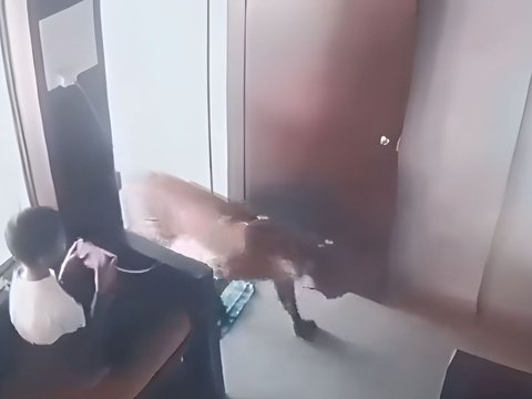 Elementary School Child Surrenders Approached by a Stray Leopard in the House, Thought It Was Going to Attack Turns Out It Just Passed By