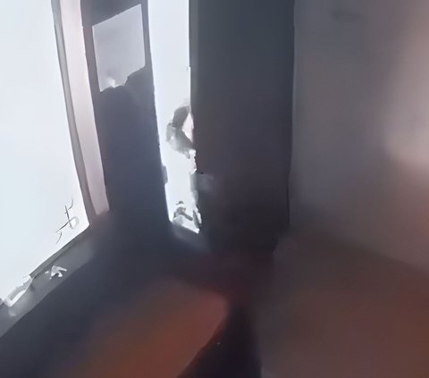Elementary School Child Surrenders Approached by a Stray Leopard in the House, Thought It Was Going to Attack Turns Out It Just Passed By
