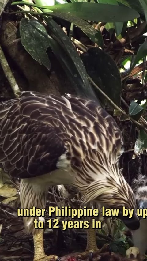 Appearance of Philippine Eagle Eating Monkey