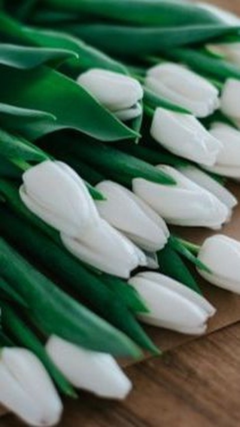 20 Fakta Unik Bunga Tulip, Ternyata Punya 3000 Jenis Berbeda dan Dipercaya Bisa Jadi Obat