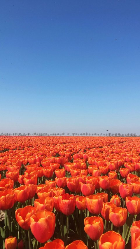 Tulip Adalah Bunga Nasional Belanda