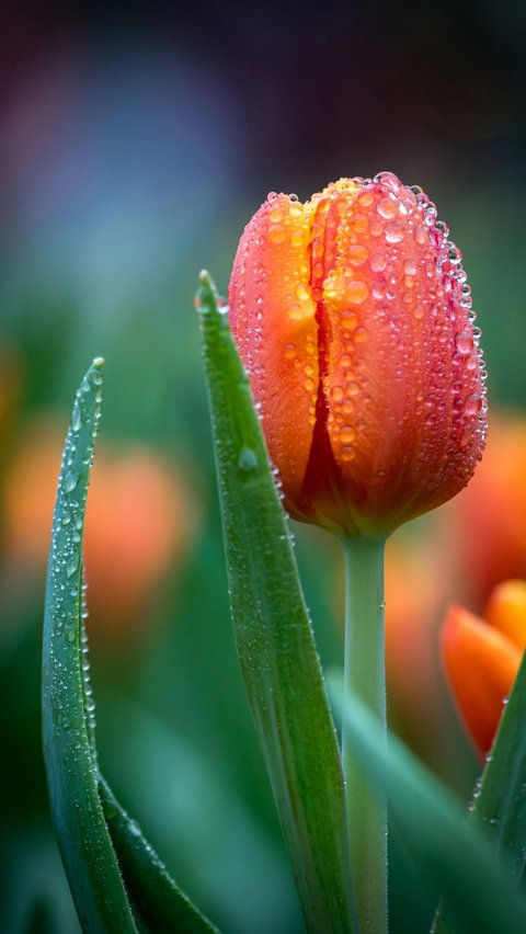 Tulip Melambangkan Kelahiran Kembali