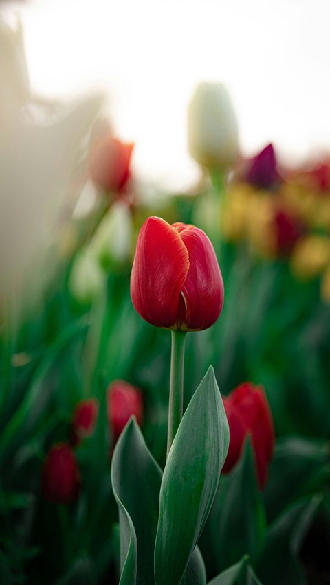 Tulip Tumbuh Menuju Cahaya