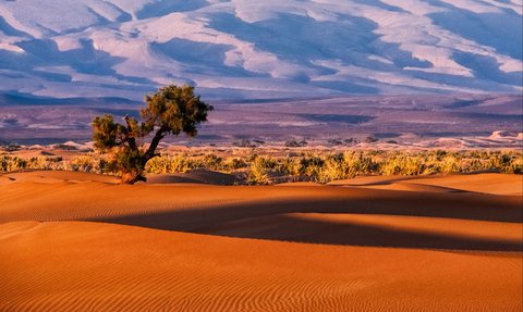 The Sahara Desert Used to be an Ocean? Here are the Facts and History
