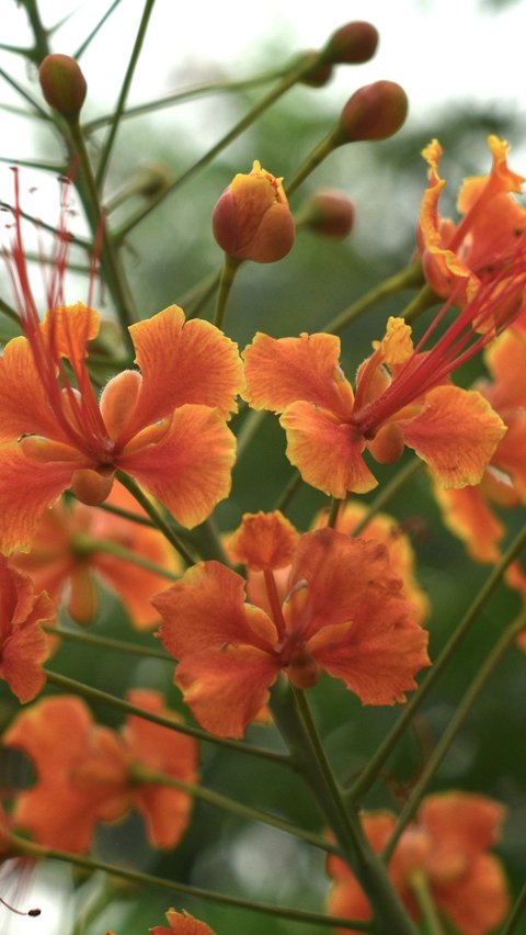 Bird of Paradise (Caesalpinia)<br>