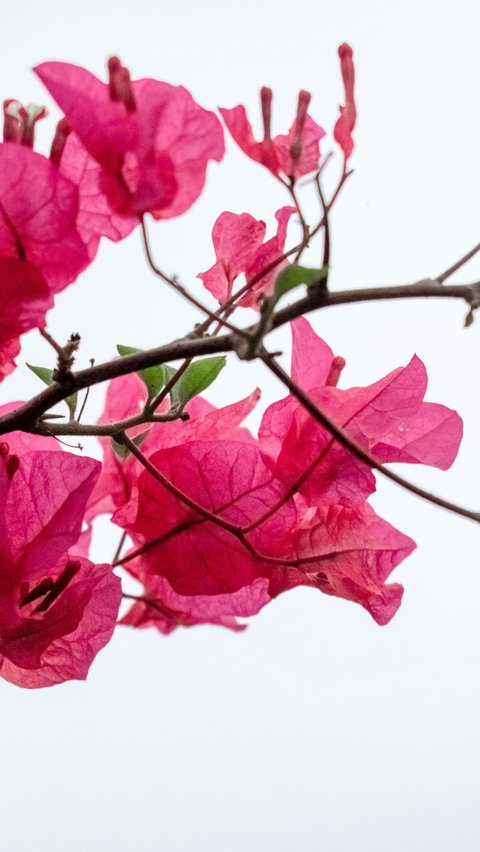 Bougainvillea