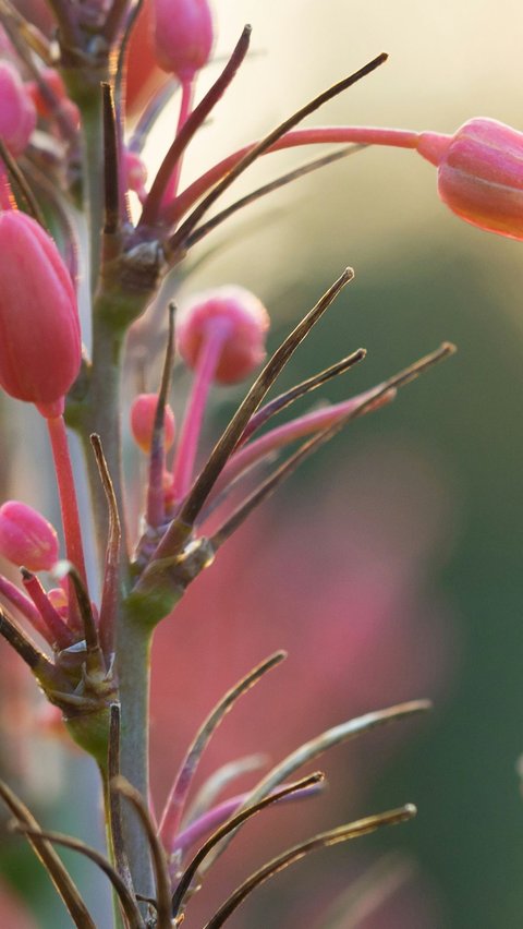 Red Yucca (Hesperaloe)