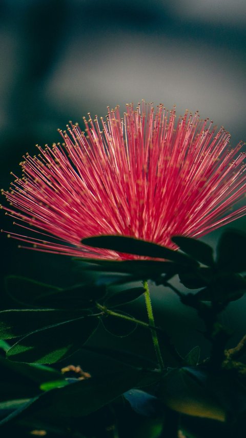 Baja Fairy Duster (Calliandra californica)