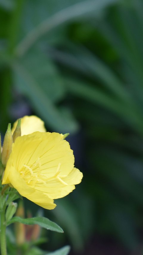 Evening Primrose (Oenothera)