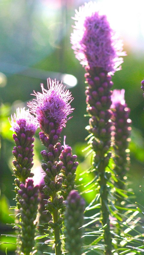 Liatris