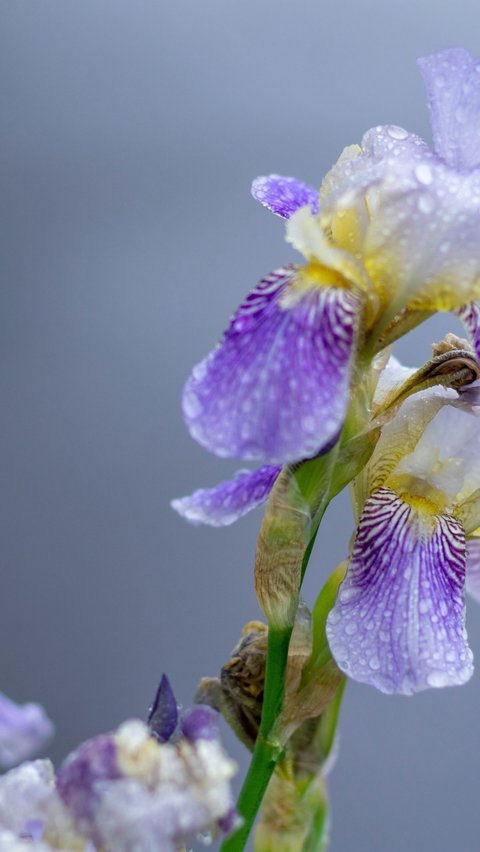 Bearded Iris (Iris germanica)<br>