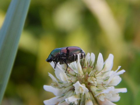 <b>Chyrsolina Beetles (Chrysolina spp.)</b><br>