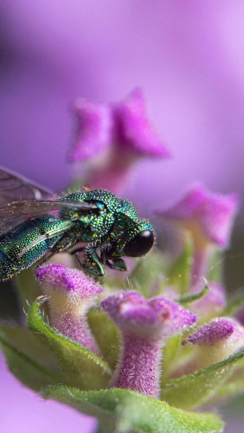 Cuckoo Wasps (Chrysididae)