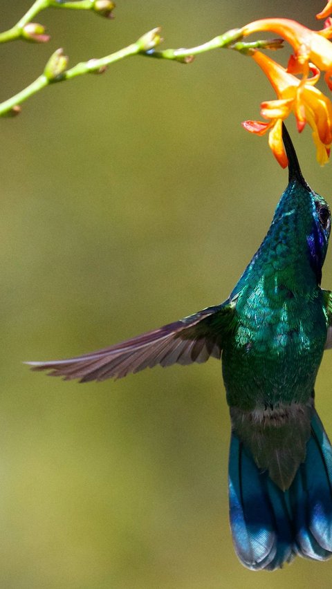 Fiery-Throated Hummingbird (Panterpe insignis)