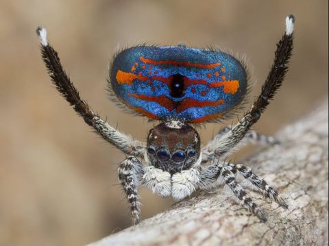 <b>Flying Peacock Spider (Maratus volans)</b>