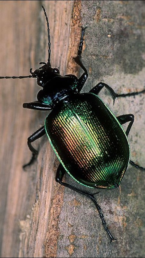 Forest Caterpillar Hunter (Calosoma sycophanta)<br>