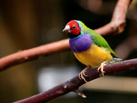 <b>Gouldian Finch</b><br>