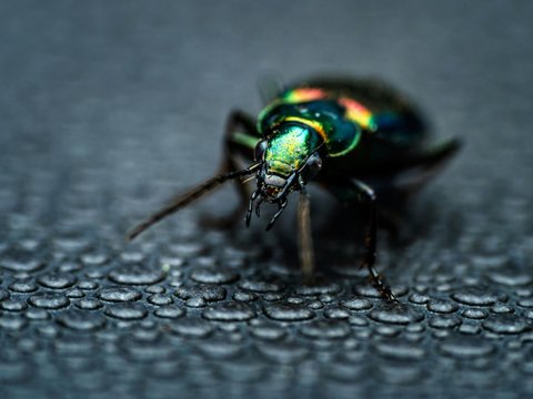 <b><br>Iridescent Tiger Beetle (Cicindela duponti)</b>