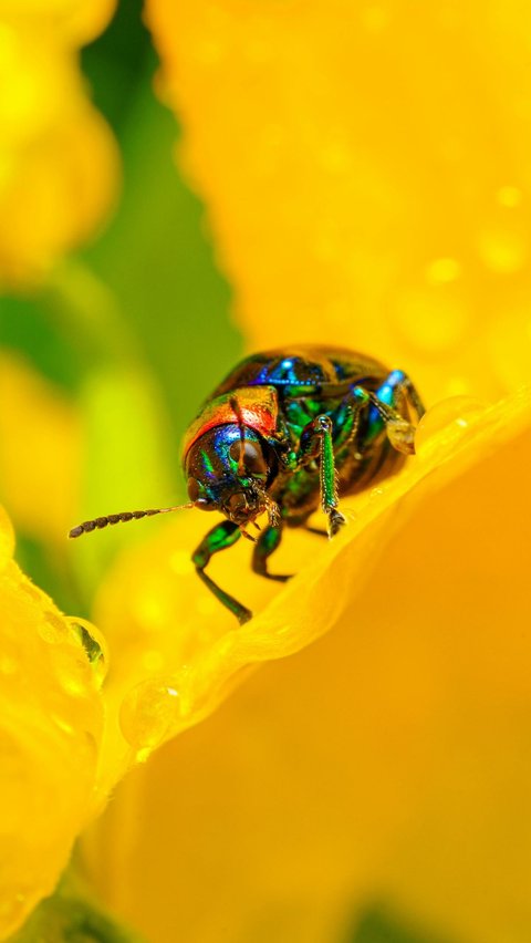 Jewel Beetles (Buprestidae)