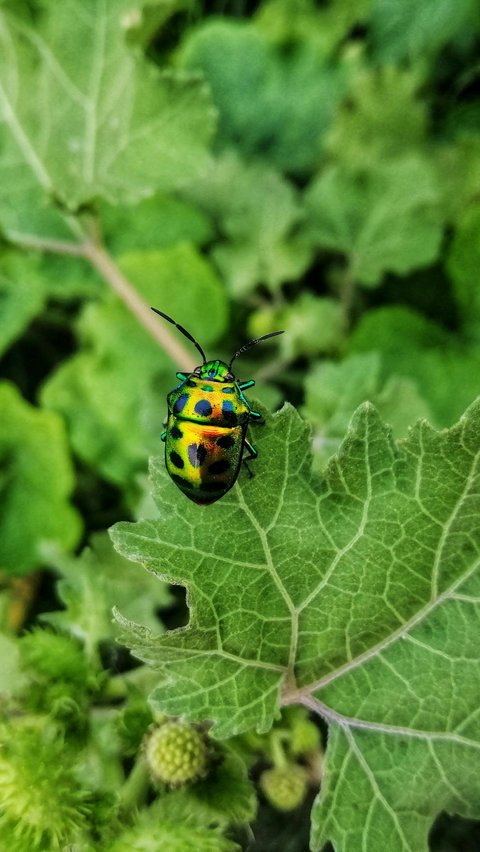 Jewel Bugs (Scutelleridae)<br>