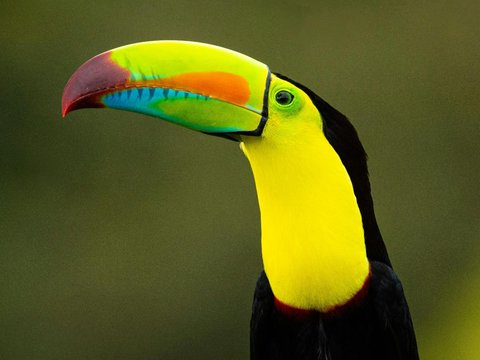 <br>Keel-Billed Toucan (Ramphastos sulfuratus)<br>