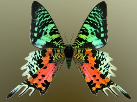 <br>Madagascan Sunset Moth (Chrysiridia rhipheus)