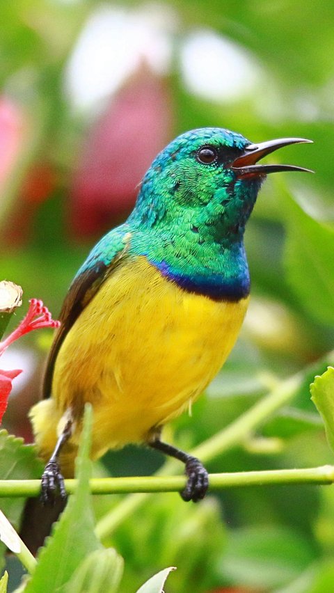 <b>Orange-Breasted Sunbird (Anthobaphes violacea)</b><br>