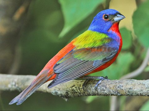 <b><br>Painted Bunting (Passerina ciris)</b>