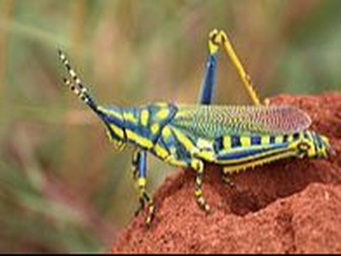 Painted Grasshopper