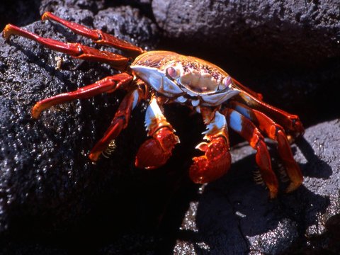 <b><br>Sally Lightfoot Crab (Grapsus grapsus)</b><br>