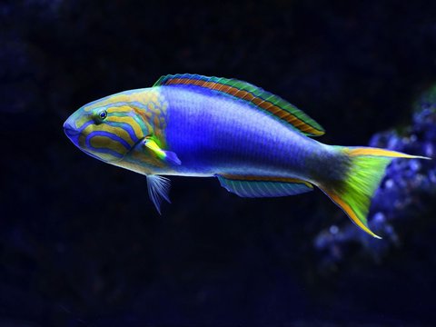 <b><br>Wrasse (Labridae)</b><br>